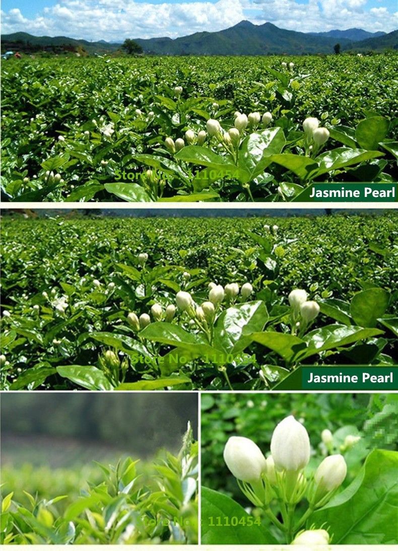 HelloYoung100g Jasmine Tea Flower Tea Chinese Tea Health Care Healthy Scented Tea Blooming new Tea Cheapest now