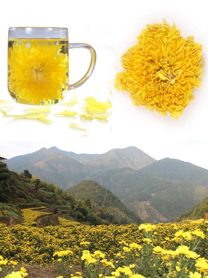 HelloYoungOrganic Gold HuangJu Tea 4 pieces Chrysanthemum tea a Large Cup of Herbal Tea in Summer