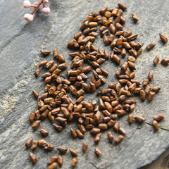 HelloYoung Traditional Herbal Tea Organic Black Tea Improving Acuity of Vision Healthy Food