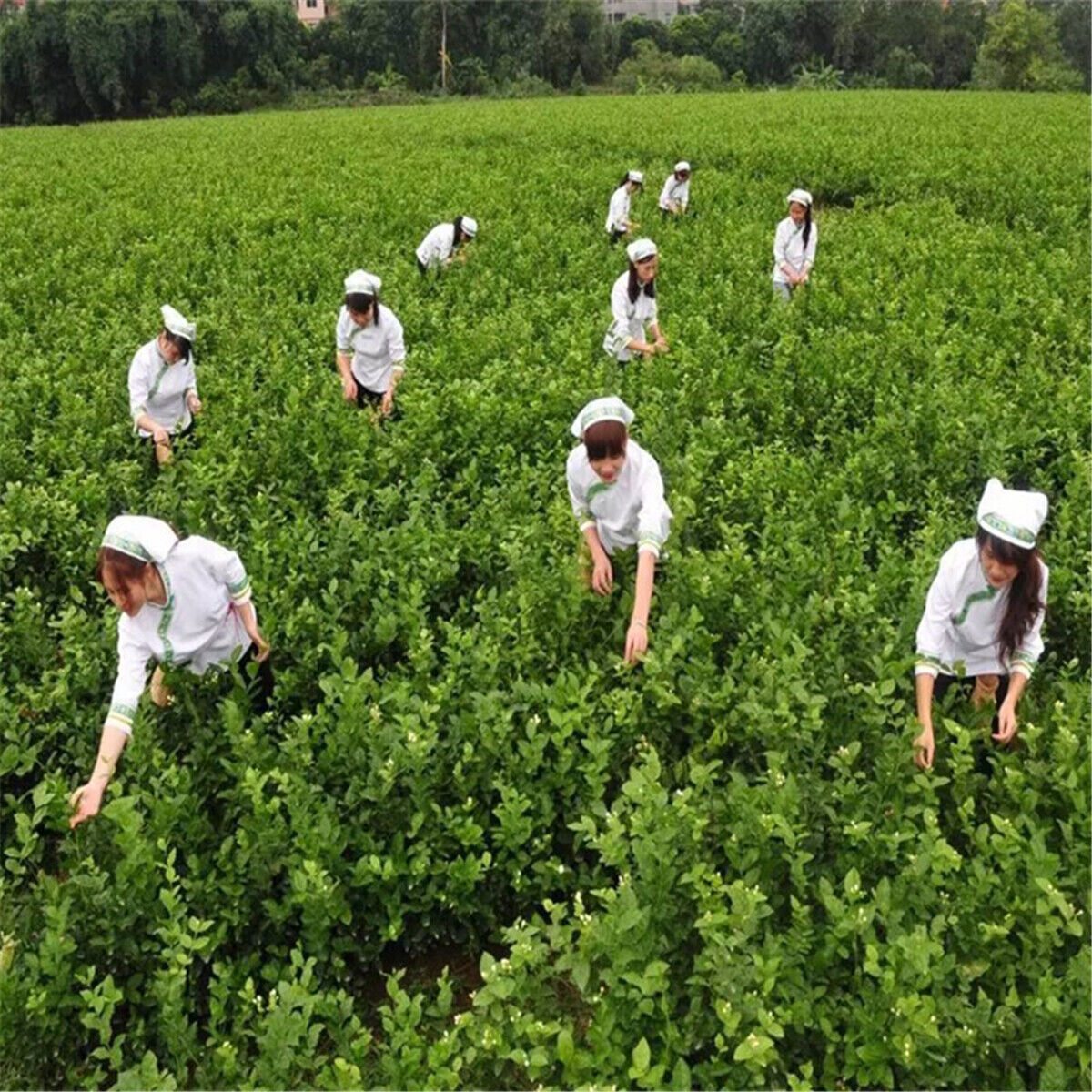 HelloYoung 50g Spring High Quality Floral Jasmine Flower Tea Fresh Tea Fragance Herbal Tea