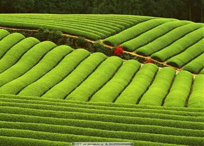 HelloYoung Chinese Tea Green Jasmine Flower Jasmine Flowers Green Tea Jasmine Flurries 50g
