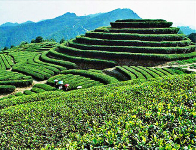250g Oolong Da Hong Pao Tee Wu Long Wulong Dahongpao Schwarzer Tee Rot Tee 乌龙大红袍