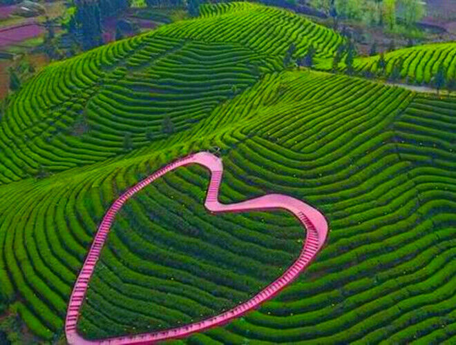 HelloYoung Handmade Puerh Sheng Cha Yunnan Seven Son Cake Tea Puerh Tea Cha Tea Cake 357g