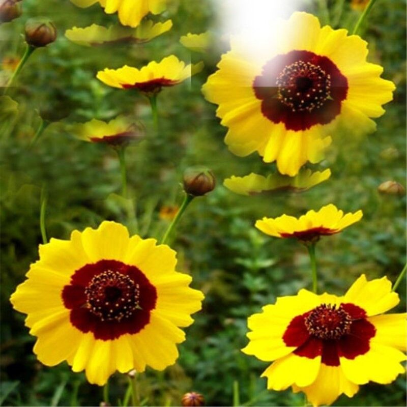 HelloYoung Kunlun Mountain Snow Juhua cha Organic Chrysanthemum Tea Flower Tea Herbal Tea