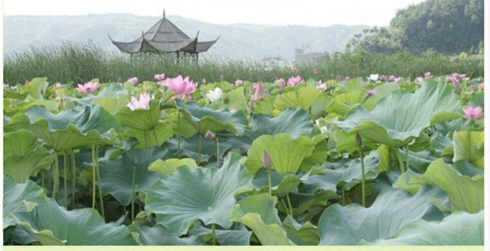 HelloYoung Dried Loose Lotus Leaf Tea Herb Traditional Slimming Tea Lose Fat Herbal Tea 20g
