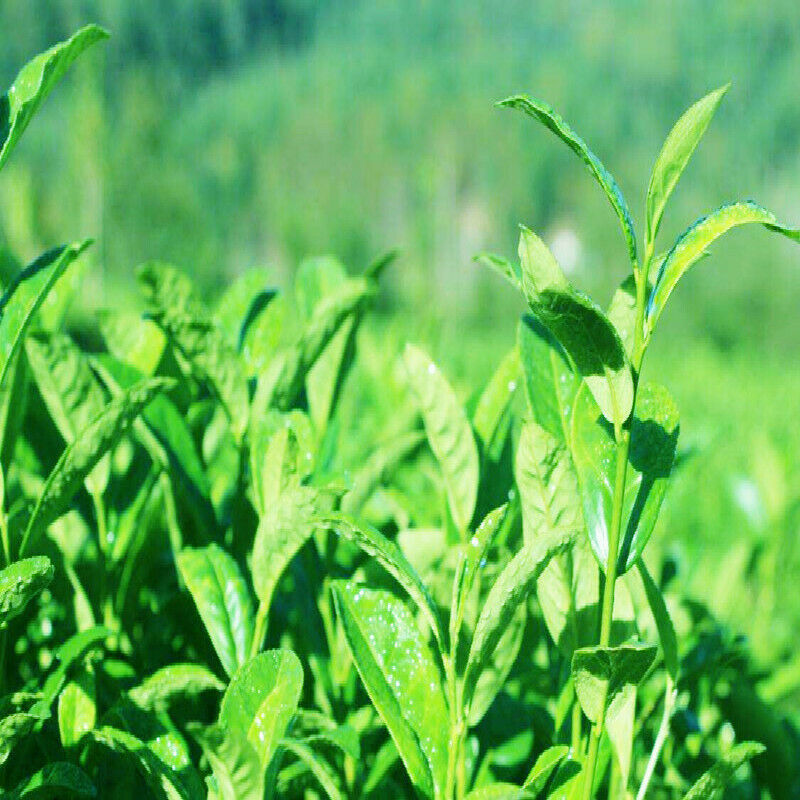HelloYoung Natural Flower Tea Stevia Leaves Tea Low Sugar Substitute Sweet Scented Tea Bulk
