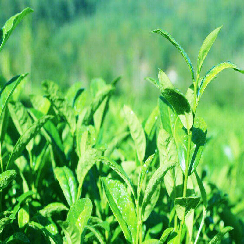 250g Top Alishan High Mountain Tea Peach Tea Flavor Oolong Tea Organic Green Tea