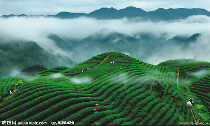 HelloYoung Cooked Ripe Tea Black Tea Puer Tea AncientTree Top Grade Yunnan Pu-erh Tea 250g