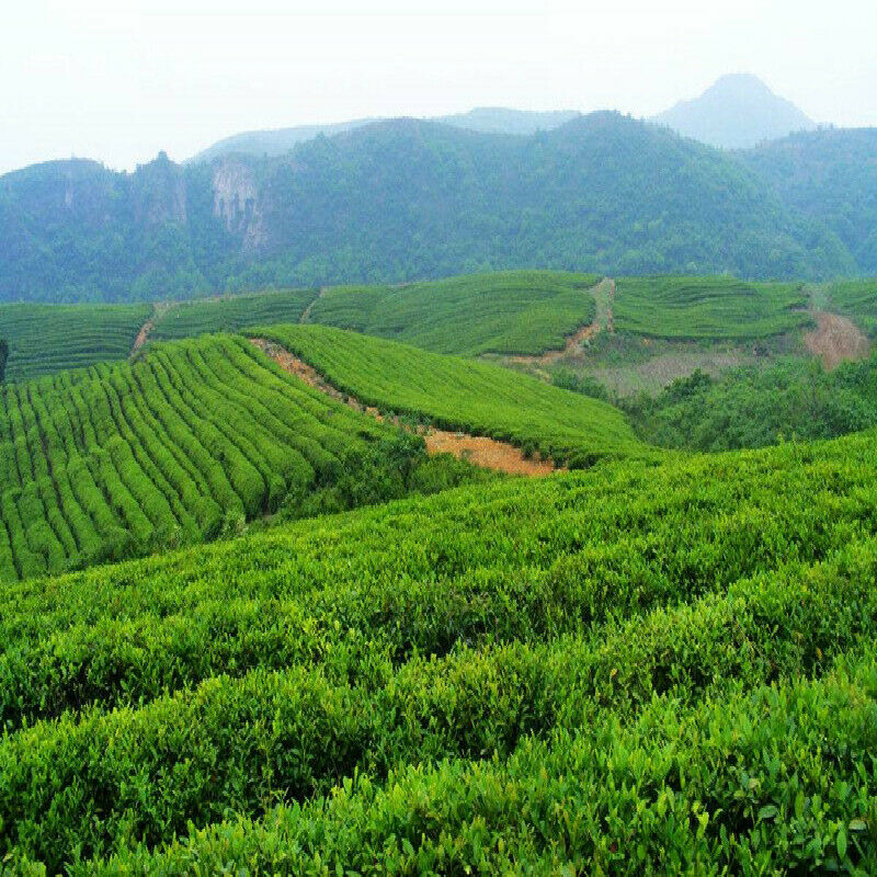HelloYoung Traditional Herbal Tea Organic Black Tea Improving Acuity of Vision Healthy Food