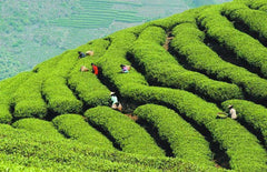HelloYoung250g Green Tea Organic Early Spring Huangshan Maofeng Tea Health Care China Tea