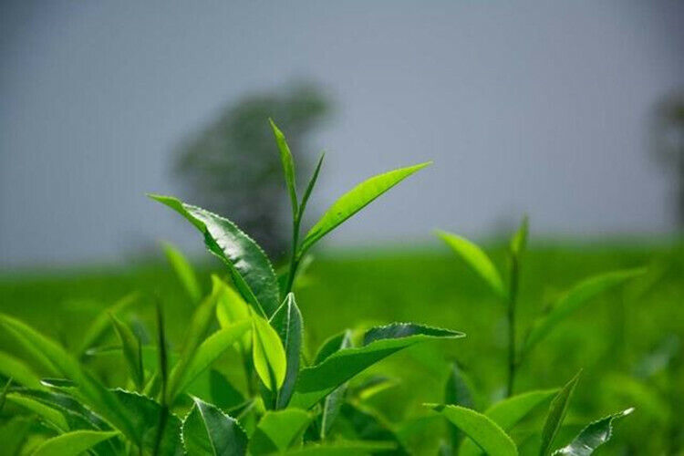 HelloYoung Healthy Tea China Spring Longjing Green Famous Good Quality Dragon Well Tea 250g