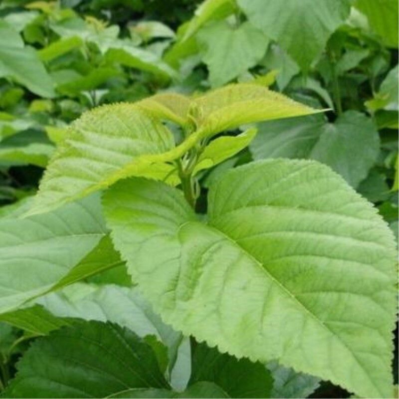 Getrockneter Maulbeerblatt Tee Natürliche Maulbeerblätter Kräuter Detox Tee 50g