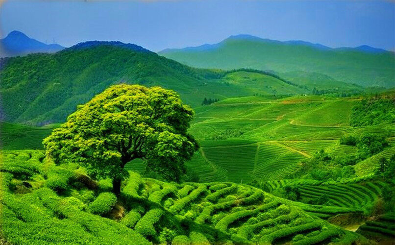 HelloYoung Green Tea Organic Green PiLoChun Tea 80g New Spring Tea Top-Grade Biluochun Cha