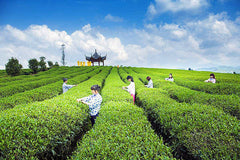 HelloYoung Wholesale 20 Years Old Yunnan Puer Tea Topgrade Chinese Pu Er Tea Puerh Tea 250g