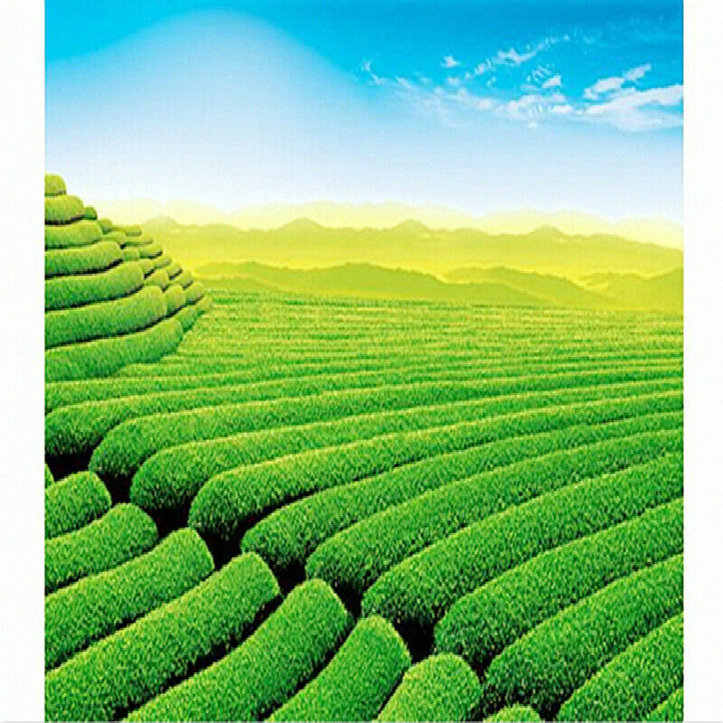 HelloYoung Tieguanyin Oolong Chinese Anxi Tie Guan Yin Green Tea CN Factory Direct 50g