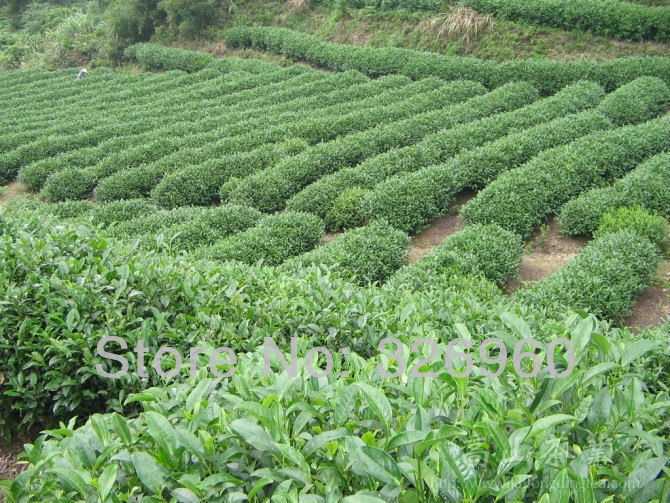 HelloYoung Cha Cooked Pu'er Tuo Tea10 Kinds of Different Pu-erh TeaTop-grade Mini Puer Tea