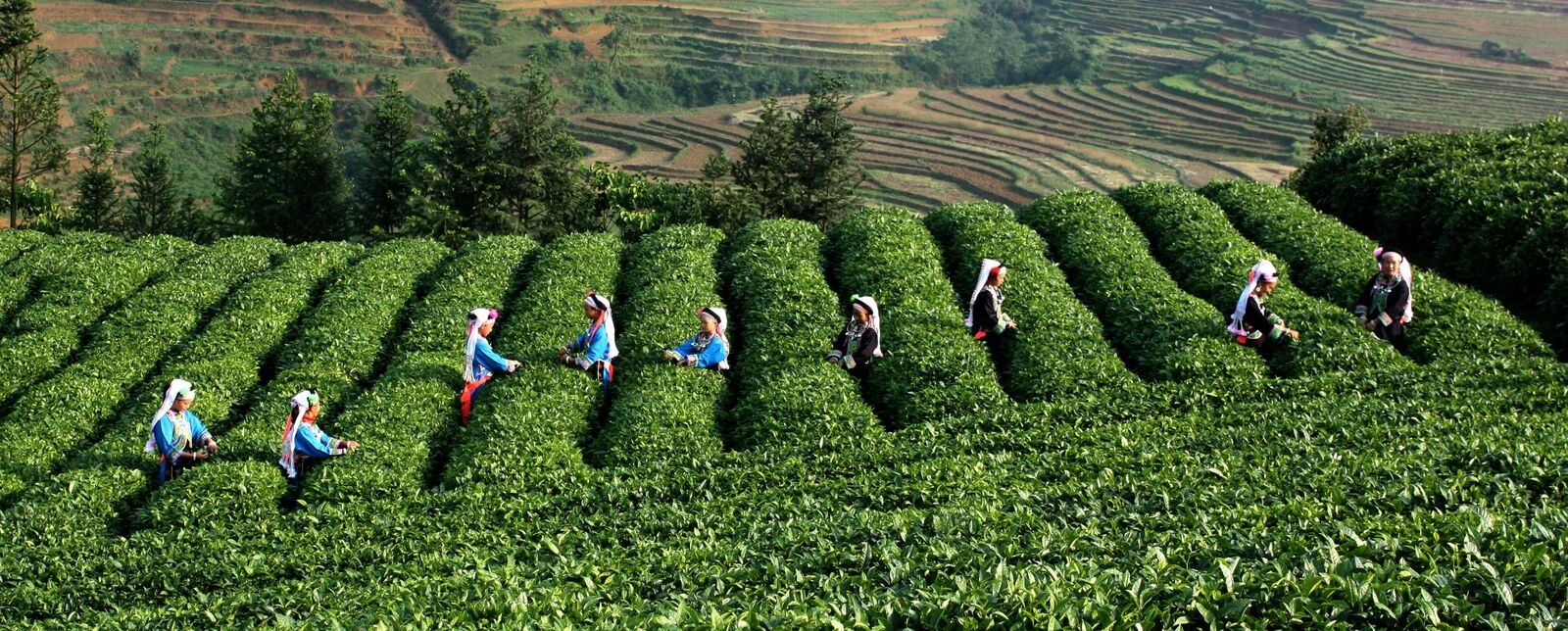 HelloYoung 100g Palace Small Brick Puer Tea Puerh Tea Pu Er Cooked Tea Yunnan Green Food