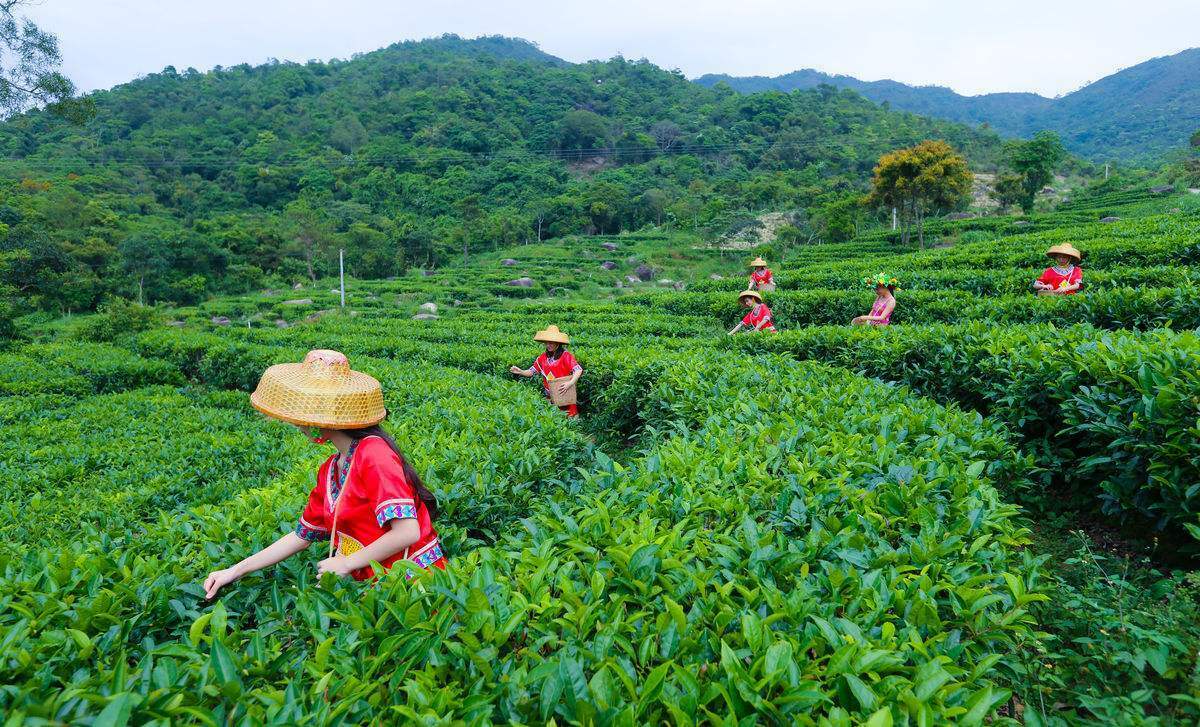 HelloYoung Ripe Puerh Tea Mini Tuo Tea Rose  Chinese Yunnan Cooked Black Tea Healthy Care