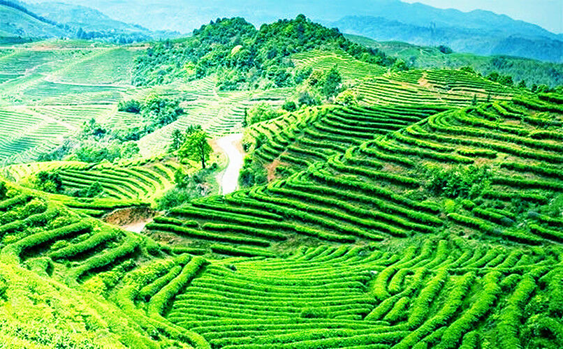 HelloYoung Tikuanyin Anxi Tie Guan Yin Green Tea Factory Outlet Tieguanyin Oolong Top 50g