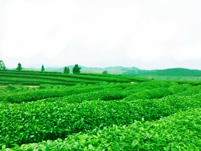 HelloYoung Herbal Tea Julibrissin Flower Bud Dried Natural Albizia Silk Tree He Huan Hua
