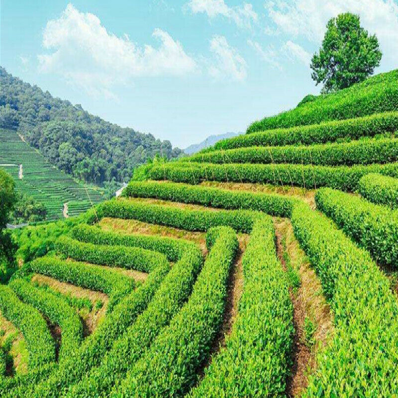 HelloYoung 20 Pcs Pu'er Tea Ripe Shu Cha Gao Yunnan Pu erh Tea Cream Black Tea Health Care