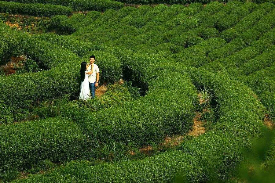 HelloYoung Tieguanyin Oolong Chinese Anxi Tie Guan Yin Green Tea CN Factory Direct 50g