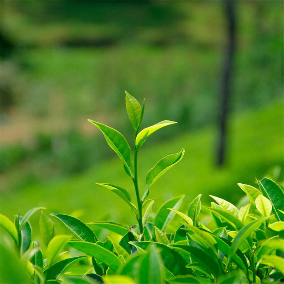 HelloYoung 50g Spring High Quality Floral Jasmine Flower Tea Fresh Tea Fragance Herbal Tea
