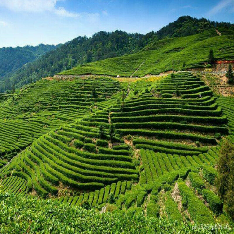 HelloYoung Traditional Herbal Tea Organic Black Tea Improving Acuity of Vision Healthy Food