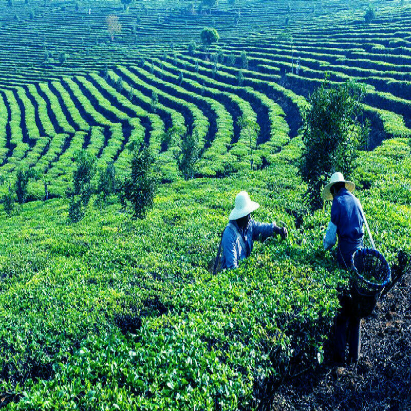 HelloYoung Organic Ball-shaped Aged Shou Mei Longevity Eyebrow Handmade White Tea Black Tea