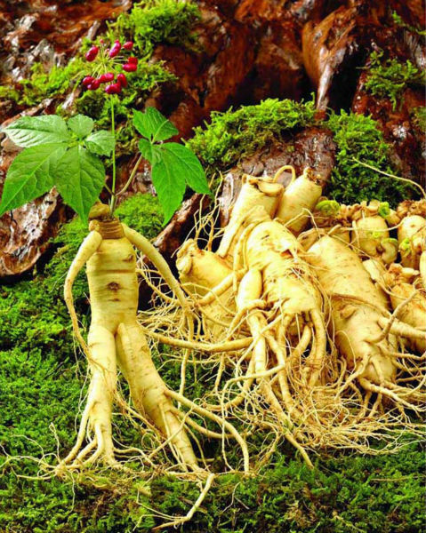 HelloYoung Famous Taiwan Ginseng Tea Oolong Tea China Slimming Ginseng Tieguanyin Tea 250g