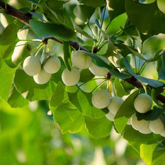 HelloYoung 100g-500g Shu GinKgo Biloba , Ripe ginkgo, dried Ginkgo Biloba Silver Apricot Nut Chinese Organic Food Health Food