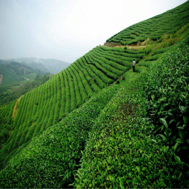 HelloYoung357g HighMountain Wild Rhyme Sheng Pu-erh Tea Raw Tea Ancient Tree Tea Green Tea