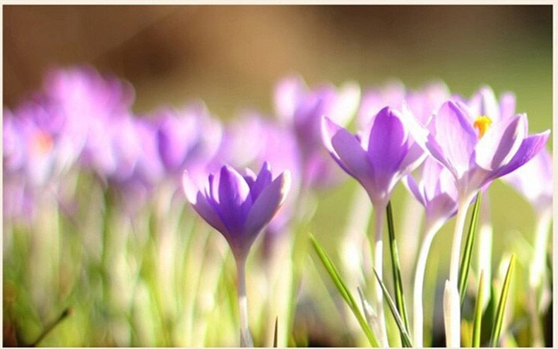HelloYoung100% Guaranteed Authentic Iran Saffron Crocus Stigma Croci 1g Great Flower tea