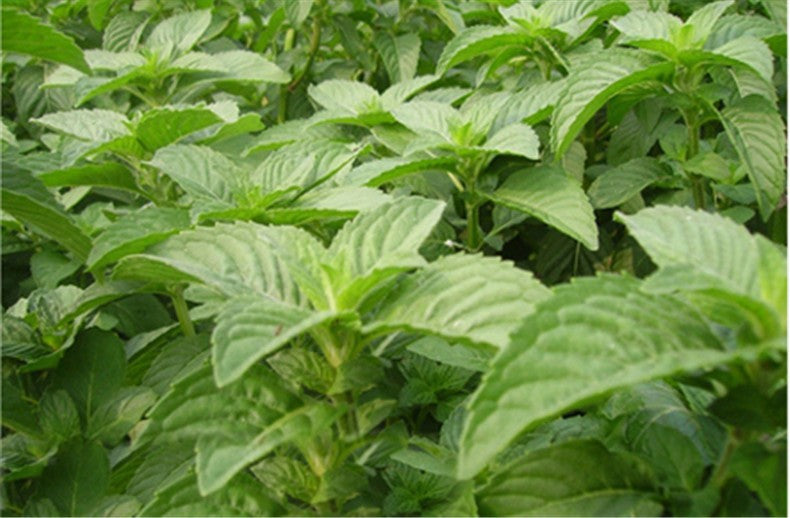 HelloYoung50g Mint Leaves Wild Mint tea Premium Cool Mint Tea Herbal Tea Reduce Liver Fire