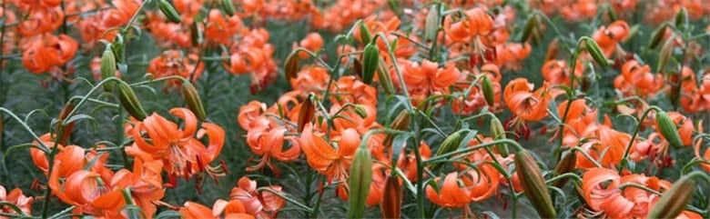 HelloYoungPremium 200g lilies Pure natural Lily scented tea cake lungs cough sedative tea