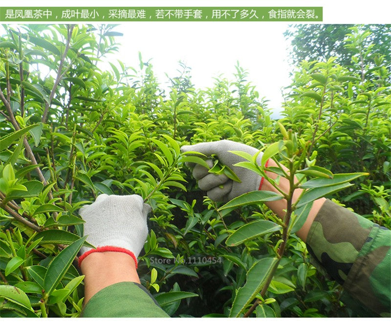 HelloYoung250g New Spring Grade Phoenix Single Longitudinal Tea 100% Natural Health Care Dancong Tea