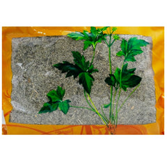 Wawasan Pharmaceuticals Chinese Herbal Drinks Inulae Crushed Chinese Herbs Grab & Go Chinese Herbal Shop瓦屋山药业中药饮片 茵陈 碎块 中药材抓配 中药材店铺大全