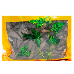 Wawashan Pharmaceuticals Chinese Herbal Drinks Cistanchiakis Slices Premium Slices Chinese Herbal Medicine Grab & Go Chinese Herbal Medicine Shop瓦屋山药业中药饮片 肉苁蓉片 特等片 中药材抓配 中药材店铺大全