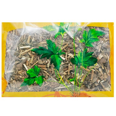 Wawasan Pharmaceuticals Chinese Herbal Drinks Pailan Duan Chinese Herbal Remedies Chinese Herbal Medicine Shop瓦屋山药业中药饮片 佩兰 段 中药材抓配 中药材店铺大全