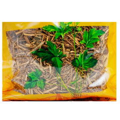 Wawasan Pharmaceuticals Chinese Herbal Drinks Honey Baiqian Honey Roasted Chinese Herbal Remedies Chinese Herbal Medicine Store瓦屋山药业中药饮片 蜜白前 蜜炙 中药材抓配 中药材店铺大全