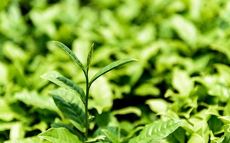 HelloYoung357g Yunnan Chinese Pu-erh Ripe Tea Black Pu'er Tea Health Green Food Puer Tea