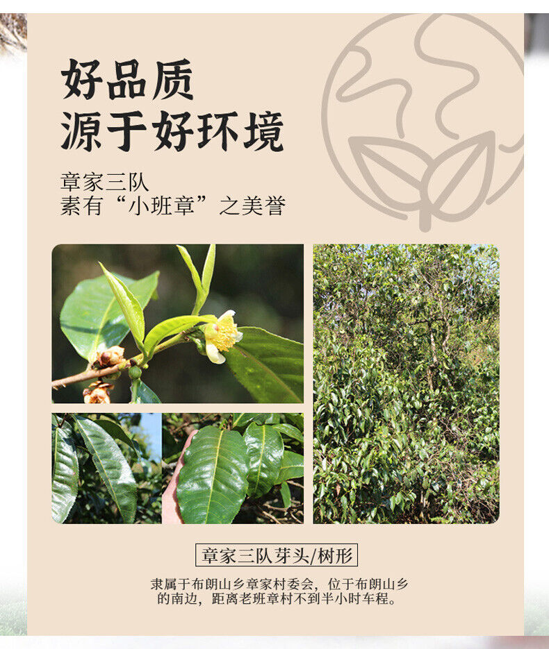 Haiwan Zhang Jia San Dui Puer Tea 500g Bulang Famous Mountain Aged Tree