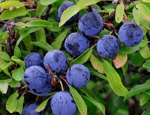 SLOE BERRIES WILDCRAFTED 250g Prunus spinosa Blackthorn Gin Preserves Jam berry