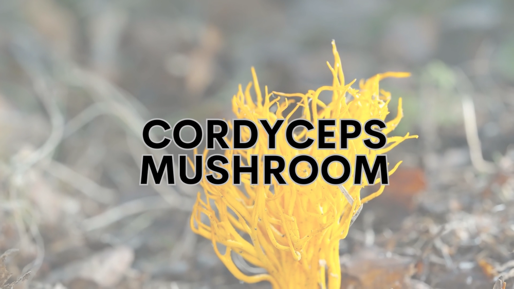 Cordyceps Mushroom Powder 17.6 oz | HELLOYOUNG