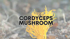 Cordyceps Mushroom Powder 17.6 oz | HELLOYOUNG