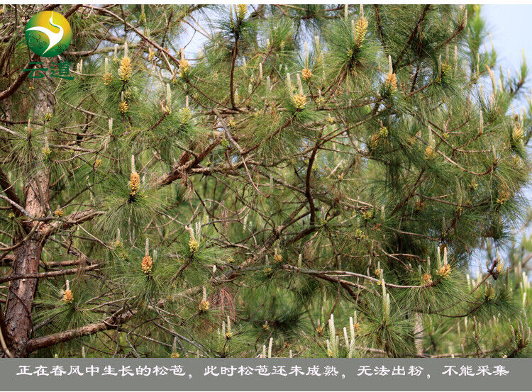 HelloYoung Yunnan Organic Pine Pollen Powder 99% Broken Cracked Cell Wall (wild Harvested)