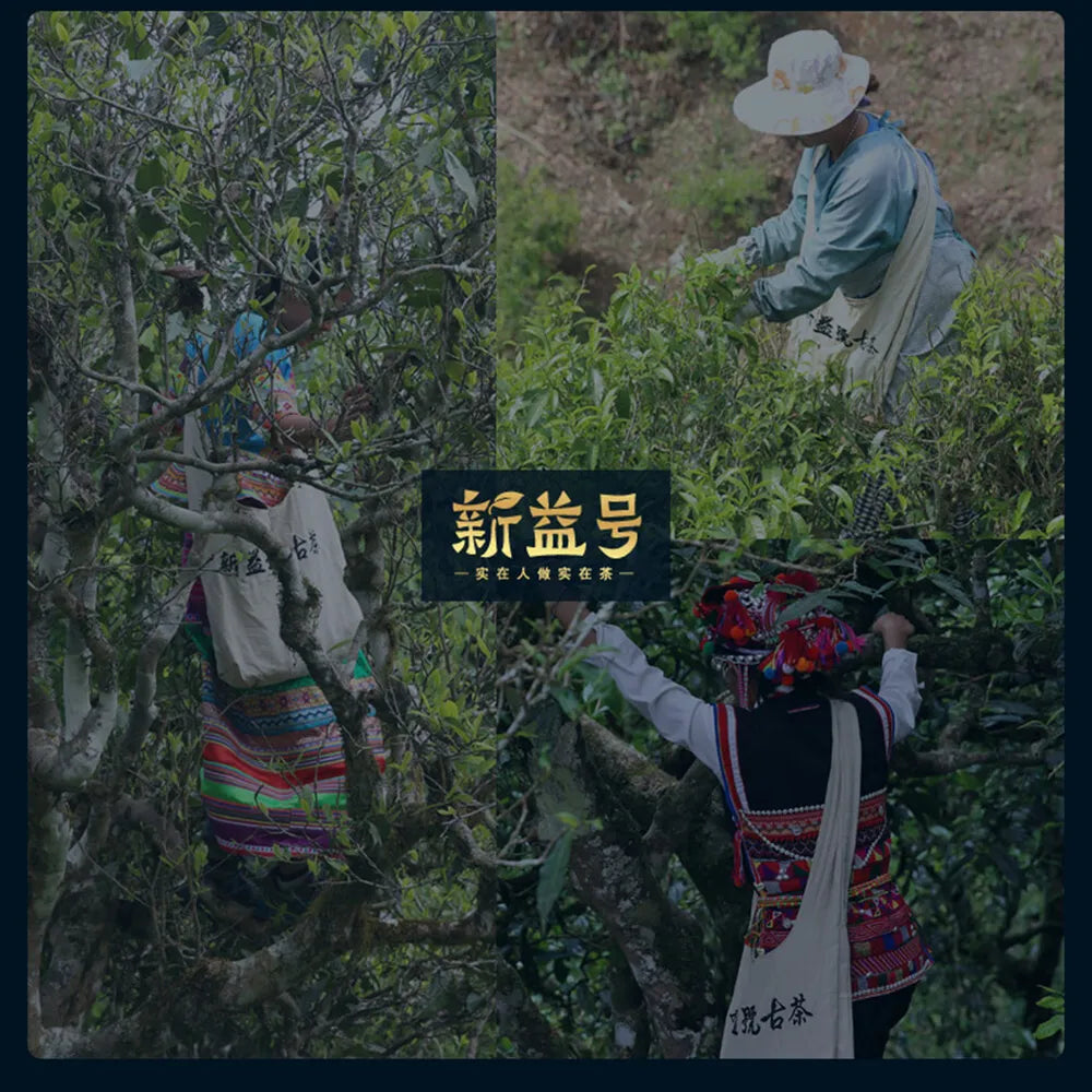新益号 特沱500g Pu'er tea Chinese new raw tea natural health beauty普洱茶 生茶 沱茶 生普 茶叶 新茶