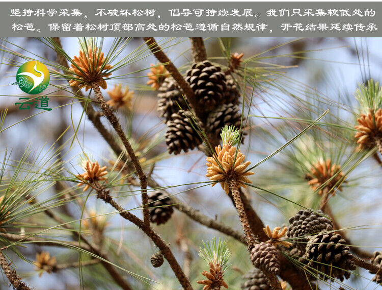 HelloYoung Yunnan Organic Pine Pollen Powder 99% Broken Cracked Cell Wall (wild Harvested)