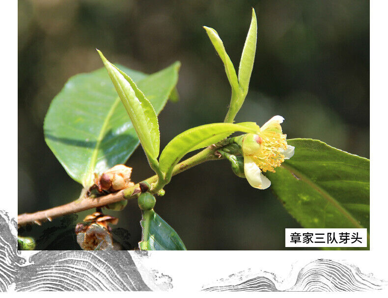 Haiwan Zhang Jia San Dui Puer Tea 500g Bulang Famous Mountain Aged Tree