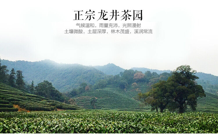 HelloYoung Ming Qian Xihu LongJing Tea 125g Spring Fresh Dragon Well Long Jing Green Tea